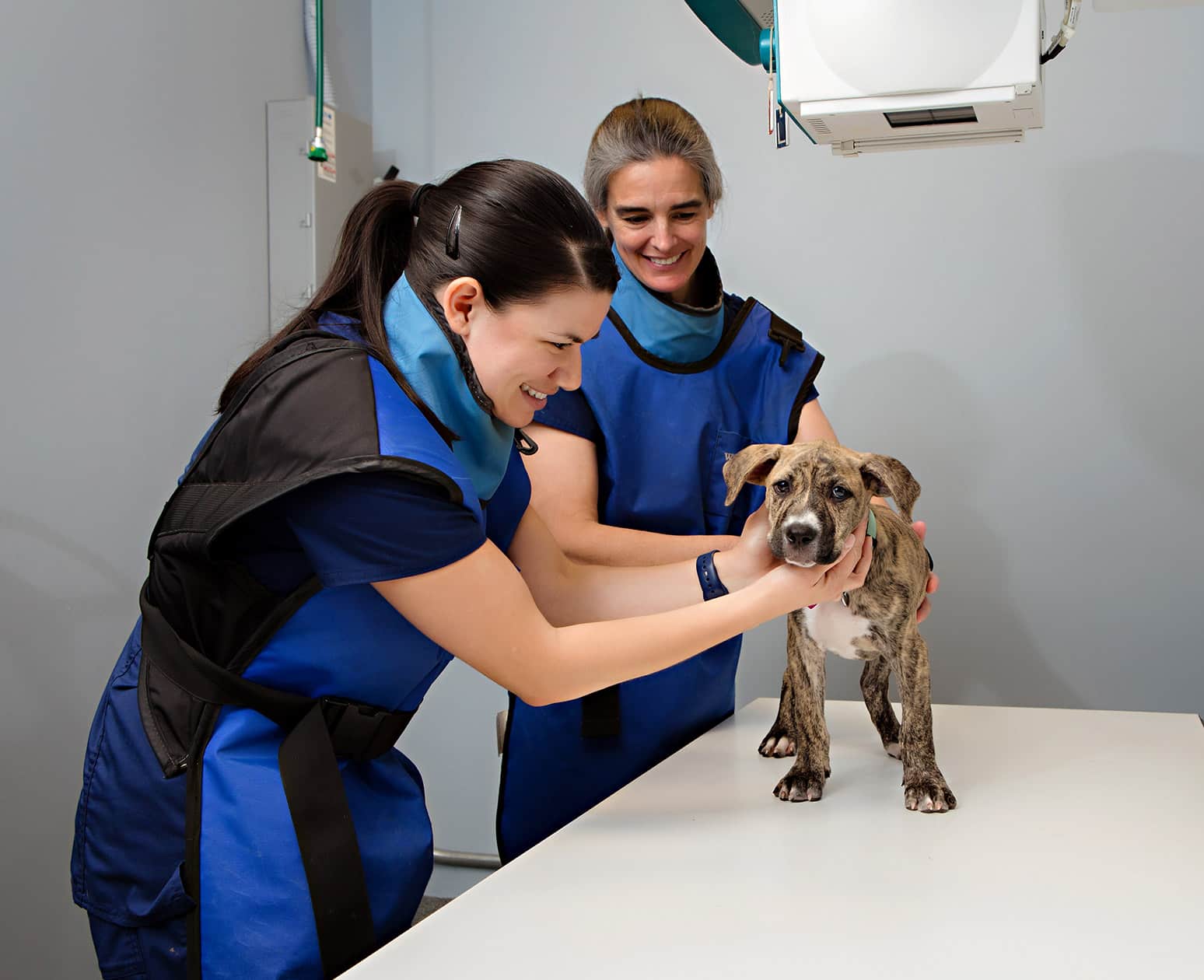 All Pets Animal Hospital Rogers Dovelewis Emergency Veterinary Animal